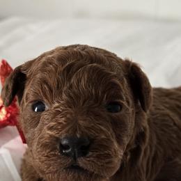 Marley - Red  male Poodle puppy in Lucedale, Mississippi from Simply Poodle