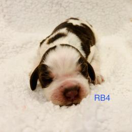 RB4 - Tri-Roan male English Springer Spaniel puppy in Britton, South Dakota from K&S Canines