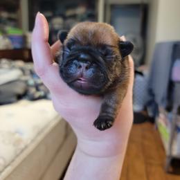 French Bulldog Puppies from Smith's Small Town Frenchies