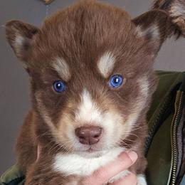 Red collar boy - Red and white male Siberian Husky puppy in Terre Haute, Indiana from April's Huskies
