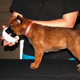 Belgian Malinois Puppies from Pyrex Kennels