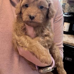 Ziti - Red female Cockapoo puppy in Clarks Summit, Pennsylvania from M&M Cockapoos
