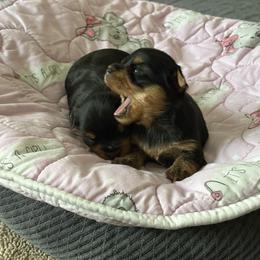 Girl 1 - Blue and gold female Yorkshire Terrier puppy in Homosassa, Florida from Pastime’s Yorkshire Terriers