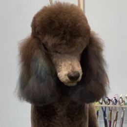 Poodles from Enlightened Oak