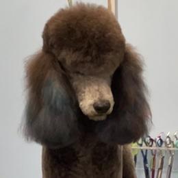 Poodles from Enlightened Oak