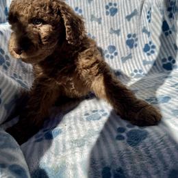 Girl 1 - female Aussiedoodle puppy in San Diego (Jamul), California from Lee Valley Scotties