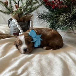 Aqua Collar Male - Red  male Goldendoodle puppy in Bradenton, Florida from Suncoast Goldendoodles