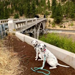 Dalmatian Puppies from Rainier DALS LUA Dalmatians