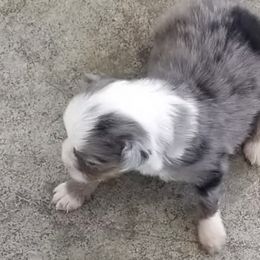 Australian Shepherds from Mike's Mini Australian Pups