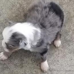 Australian Shepherds from Mike's Mini Australian Pups