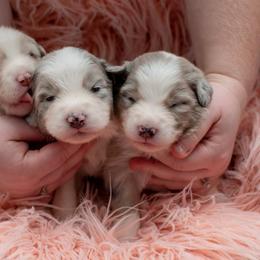 Australian Shepherd Puppies from Louvre Australian Shepherds