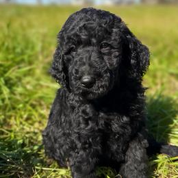 Benji - Black male Pyredoodle puppy in Willacoochee, Georgia from Kitandkboodle's Doodles