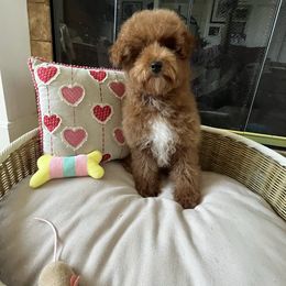 Jake - Red male Cavapoo puppy in Los Angeles, California from Myles Barnum
