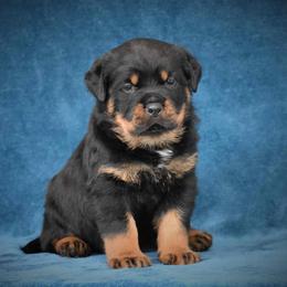 Rottweiler Puppies from Sharp Ridge Rottweilers