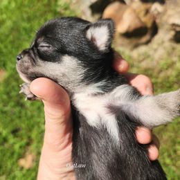 Becka - Black and silver female Chihuahua puppy in Gerald, Missouri from OutLaw Chihuahua's