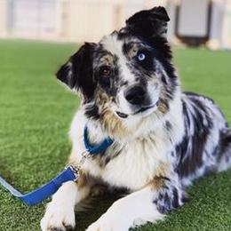 TEX - Australian Shepherd