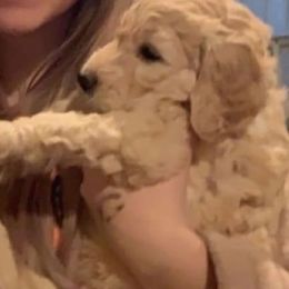 Goldendoodle Puppies from Peachy Sweet Goldendoodles