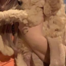 Goldendoodle Puppies from Peachy Sweet Goldendoodles