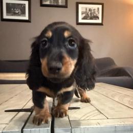 Magnus - Black and tan male Dachshund puppy in Bennett, North Carolina from Cherished Dachshunds