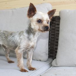 Adam - Yorkshire Terrier