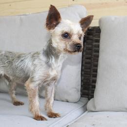 Adam - Yorkshire Terrier