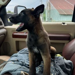 Girl 1 - Fawn sable female Belgian Malinois puppy in Cascade, Iowa from Platinum K9S
