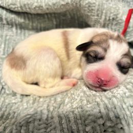 Red - White and badger female Great Pyrenees puppy in Bloomington, Illinois from Odyssey Great Pyrenees
