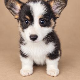 Millie - White and black female Pembroke Welsh Corgi puppy in Ramona, Oklahoma from Eden Farms Corgis