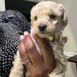 Poodle Puppies from J'Adore Doodles