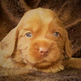 Palmier - Caramel male Australian Labradoodle puppy in Stanwood, Washington from Victoria Creek Australian Labradoodles