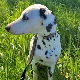 Dalmatians from Sacramento Spots