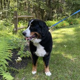 Olive - Bernese Mountain Dog