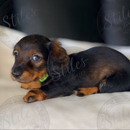 Bright green - Sable male Dachshund puppy in South Fulton, Tennessee from Stiles' Mini Doxies