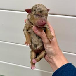 Brown Merle girl 2 (litter names coming soon) - Brown merle female Aussiedoodle puppy in Heber City, Utah from Junipersdoodles
