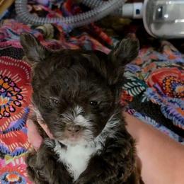 Jolene - Brown and white female Shichon puppy in St. Johns, Florida from Log Cabin Teddy Bears