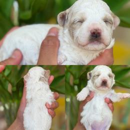 Daffney - White female Poodle puppy in Yuciapa, California from AlltheDoodlez_