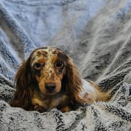 Oakley - Dachshund