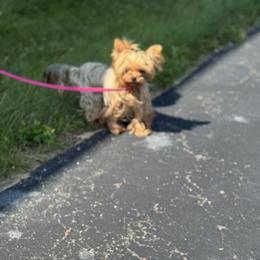 Kisses - Yorkshire Terrier