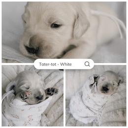 Tater-Tot - white collar - Light golden male Golden Retriever puppy in Noblesville, Indiana from Ivory & Pine Goldens