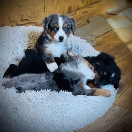 Sweetie - female Toy Australian Shepherd puppy in Opelika, Alabama from Haden’s Mini Aussies