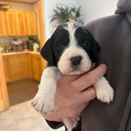 Rio - Black and white male English Springer Spaniel puppy in St Johnsbury, Vermont from Paradise Valley Springers