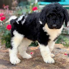 Newfypoo Puppies from Two Sisters Ranch, LLC
