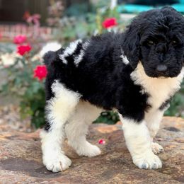 Newfypoo Puppies from Two Sisters Ranch, LLC