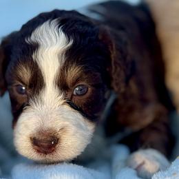 Olive - Brown and white female Aussiedoodle puppy in Hempstead, Texas from Young Gun Aussies