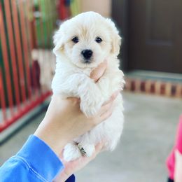 Coton de Tulear Puppies from Shiloh Cotons