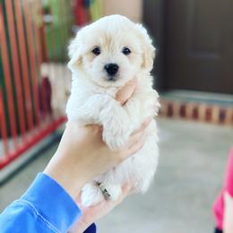 Coton de Tulear Puppies from Shiloh Cotons