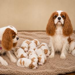 Cavalier King Charles Spaniel puppies from Farmwood Cavaliers