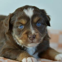 Bailey - Red tri female Toy Australian Shepherd puppy in Hartman, Arkansas from Southern Edition Aussies