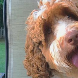 Australian Labradoodles from Sweet Carolina Labradoodles