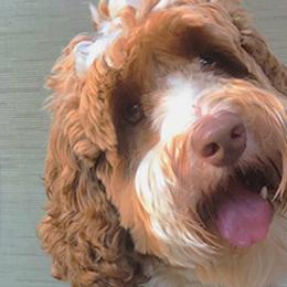 Australian Labradoodles from Sweet Carolina Labradoodles
